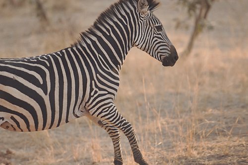 Mfuwe lodge Zambia Safari zebra
