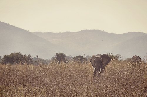 Kapamba, Zambia Safari