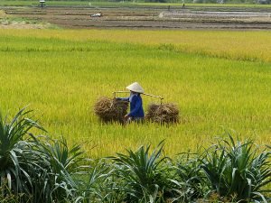 grasshopper-adventures-rice-field-vietnama