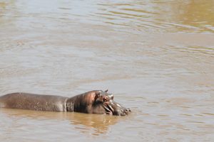 win-hippo-in-water