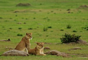 win-serengeti-lions