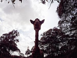 Giraffe Centre Giraffe Sanctuary