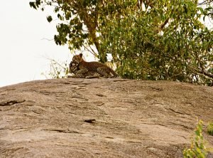 Serengeti wrestling leopard cubs
