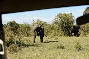 African Elephant Mock charge