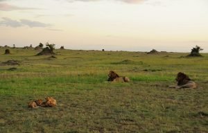 lions Serengeti National Park