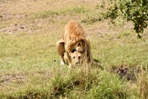 Mating lions in the Serengeti
