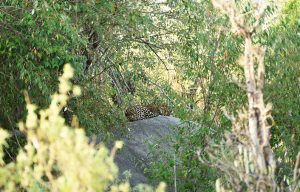 Serengeti Leopard