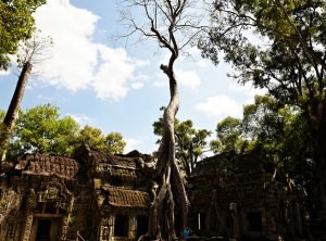 Ta Prohm Grasshopper Adventures Angkor Wat Sunrise Discovery